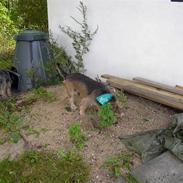 Blanding af racer Rufus