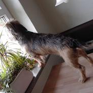 Blanding af racer Rufus