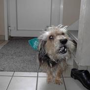 Blanding af racer Rufus