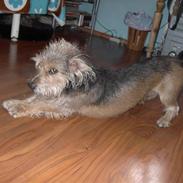 Blanding af racer Rufus