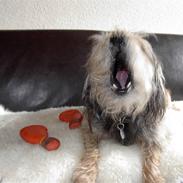 Blanding af racer Rufus