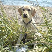 Labrador retriever Freya