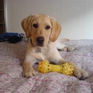 Labrador retriever Freya