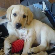 Labrador retriever Freya