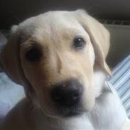 Labrador retriever Freya