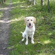 Labrador retriever Freya