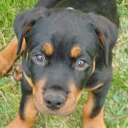 Rottweiler Buster