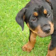 Rottweiler Buster