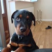 Rottweiler Buster