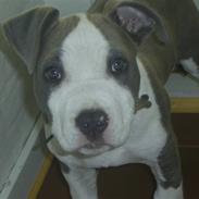 Amerikansk staffordshire terrier Spike