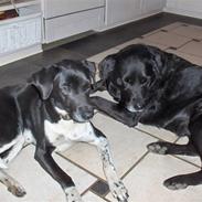 Labrador retriever Dino og Sasja