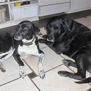 Labrador retriever Dino og Sasja