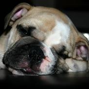 Engelsk bulldog SPENCER