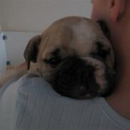 Engelsk bulldog SPENCER