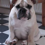 Engelsk bulldog SPENCER