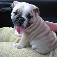 Engelsk bulldog SPENCER