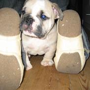 Engelsk bulldog SPENCER