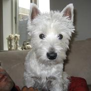 West highland white terrier Frida