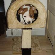 Staffordshire bull terrier (engelsk) Ida