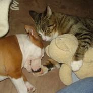 Staffordshire bull terrier (engelsk) Ida