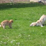 Labrador retriever Flicka