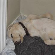 Labrador retriever Flicka