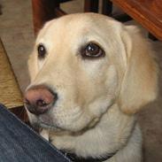 Labrador retriever Flicka