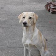 Labrador retriever Flicka