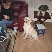 Labrador retriever Flicka