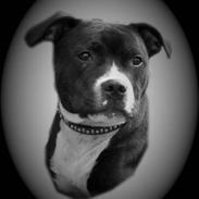 Staffordshire bull terrier Andy