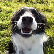 Border collie Pomba