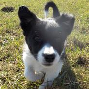 Border collie Pomba