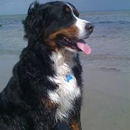 Berner sennenhund meiga