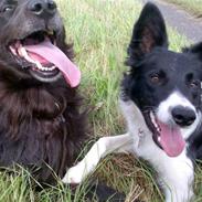 Border collie Pomba