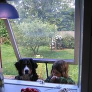 Berner sennenhund meiga