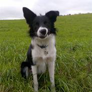 Border collie Pomba