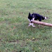 Border collie Pomba