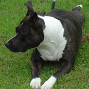 Amerikansk staffordshire terrier akia R.I.P