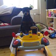 Prazsky krysarik KING