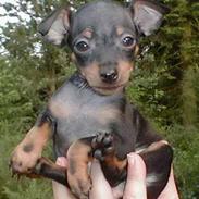 Prazsky krysarik KING