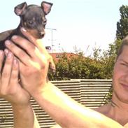 Prazsky krysarik KING