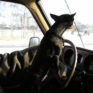 Prazsky krysarik KING