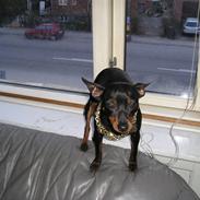 Prazsky krysarik KING