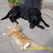 Labrador retriever Anton