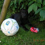 Labrador retriever Anton