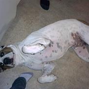 Blanding af racer Tyson