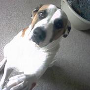 Blanding af racer Tyson