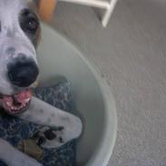 Blanding af racer Tyson