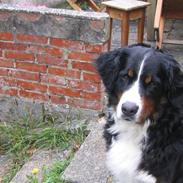 Berner sennenhund meiga