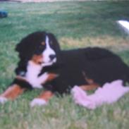 Berner sennenhund meiga